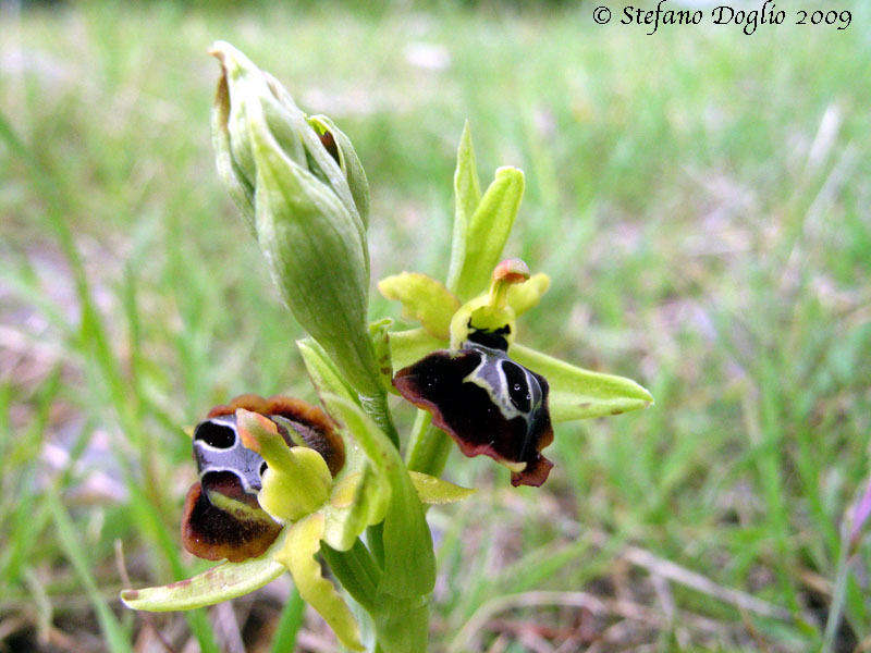 Ophrys aesculapii